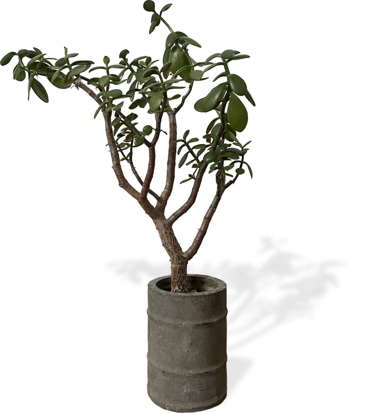 &#8220;Cement Planter Prototype&#8221;, Cement by Max Kraushaar