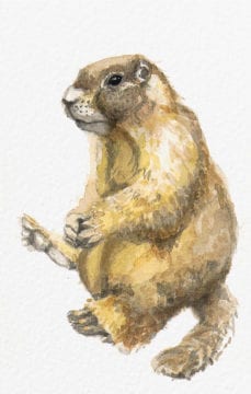 “Olympic Marmot”