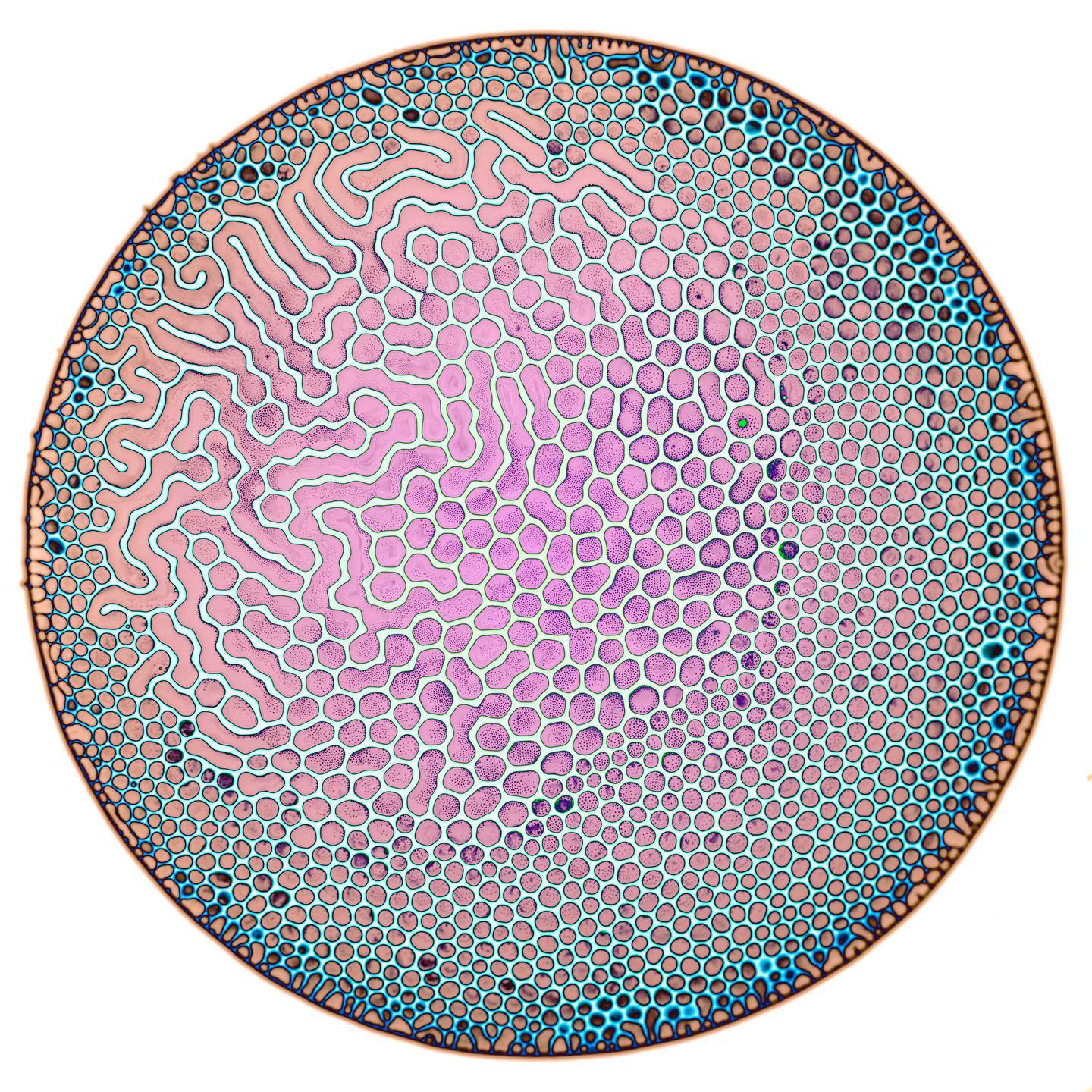 &#8220;Study #172&#8221;, Archival Pigment Print by Keith Petersen