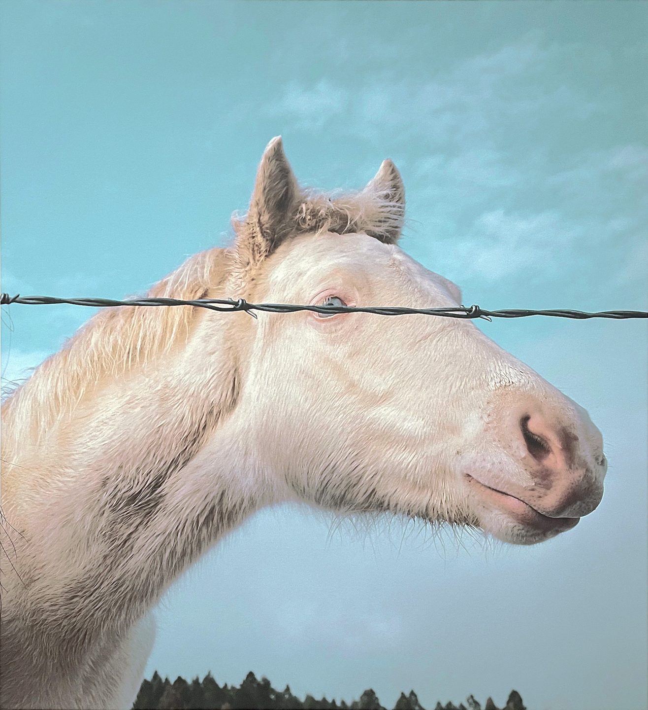 &#8220;Cremello&#8221;, Archival digital print by Donna Grisham